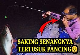 Mancing Ikan Patin Pakai Usus Ayam Berapa Menit